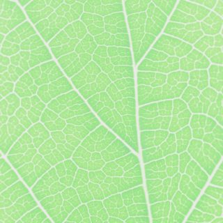 Pattern vein Green iPhone5s / iPhone5c / iPhone5 Wallpaper