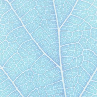 Pattern vein Blue iPhone5s / iPhone5c / iPhone5 Wallpaper