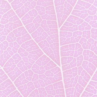 Pattern vein Pink iPhone5s / iPhone5c / iPhone5 Wallpaper