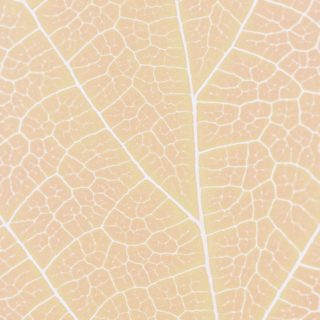 Pattern vein orange iPhone5s / iPhone5c / iPhone5 Wallpaper