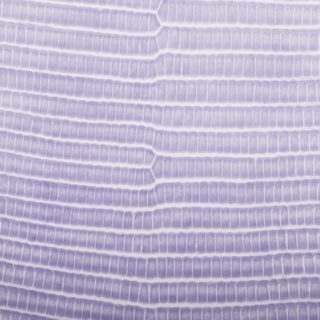 Leaf vein gradation Purple iPhone5s / iPhone5c / iPhone5 Wallpaper