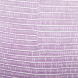 Leaf vein gradation Pink iPhone5s / iPhone5c / iPhone5 Wallpaper