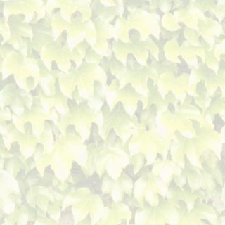 Leaf pattern yellow iPhone5s / iPhone5c / iPhone5 Wallpaper