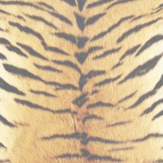 Fur pattern tiger yellow iPhone5s / iPhone5c / iPhone5 Wallpaper
