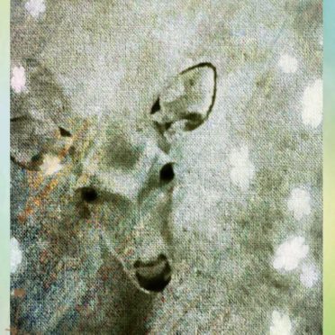 Deer bird iPhone6s / iPhone6 Wallpaper