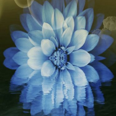 Flower sea iPhone6s / iPhone6 Wallpaper