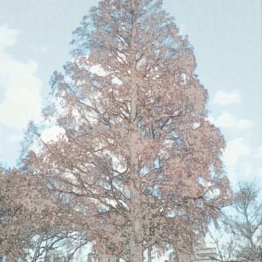 tree park iPhone6s / iPhone6 Wallpaper