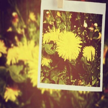 Dandelion picture iPhone6s / iPhone6 Wallpaper