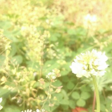 field wild white clover iPhone6s / iPhone6 Wallpaper