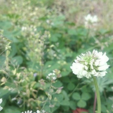 White clover flower iPhone6s / iPhone6 Wallpaper