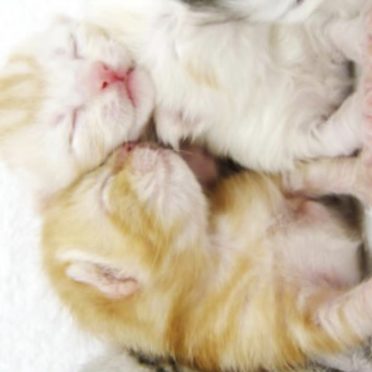 Kitten family iPhone6s / iPhone6 Wallpaper