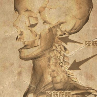 Skull Sepia iPhone6s / iPhone6 Wallpaper