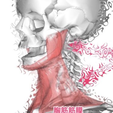 Skull bone iPhone6s / iPhone6 Wallpaper