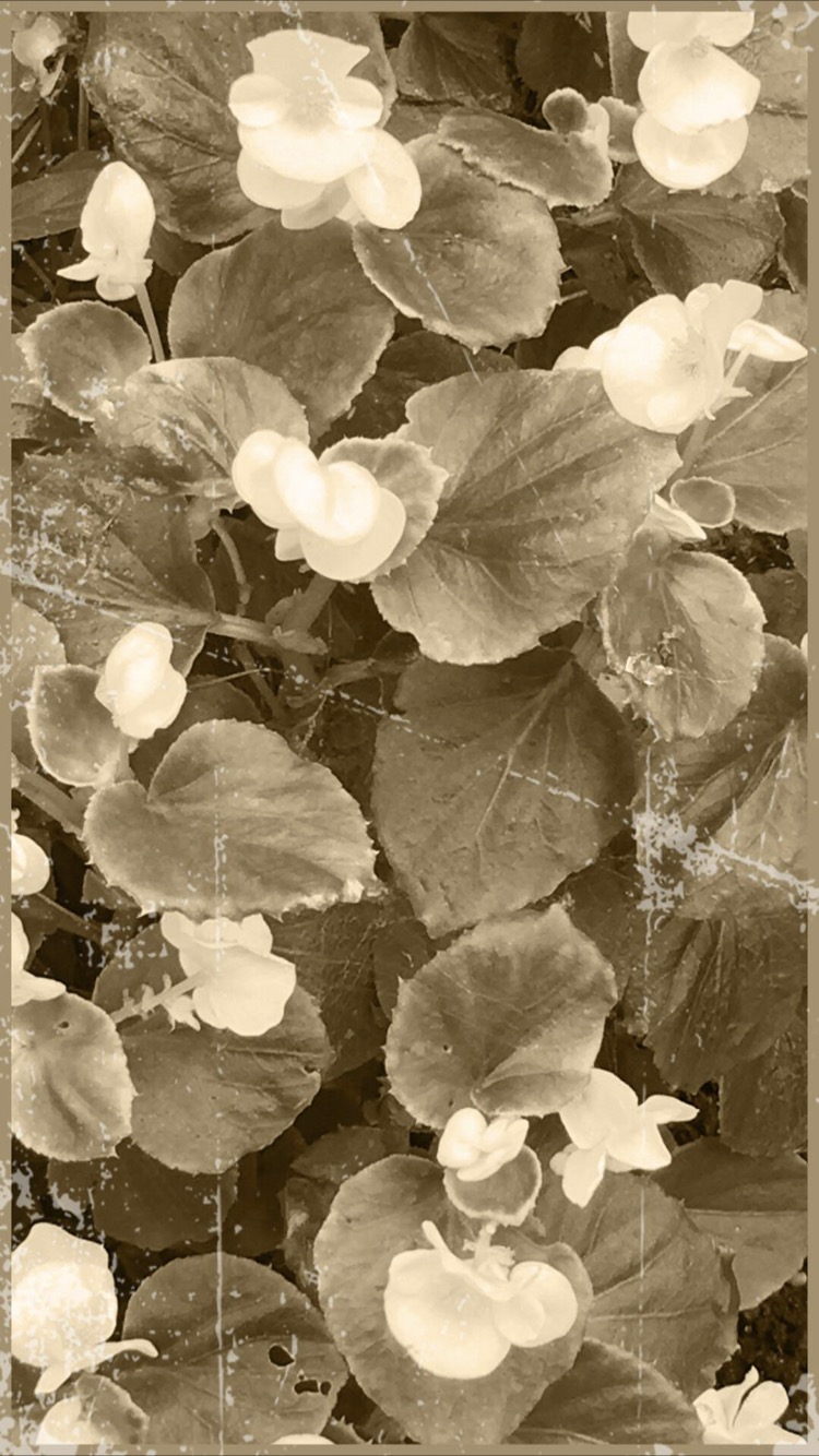 Flower sepia | wallpaper.sc iPhone6s