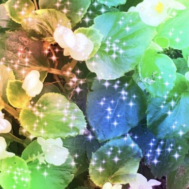 Flower light iPhone6s / iPhone6 Wallpaper
