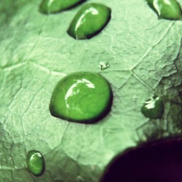 Natural chloroplast iPhone6s / iPhone6 Wallpaper