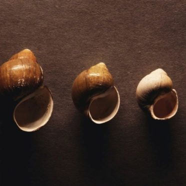 Cool seashell iPhone6s / iPhone6 Wallpaper