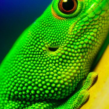 Animal green lizard iPhone6s / iPhone6 Wallpaper