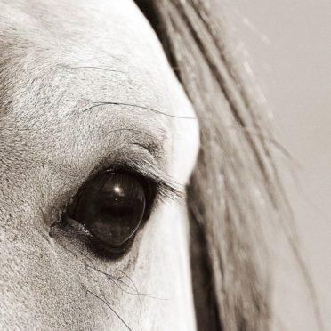 Animal horse iPhone6s / iPhone6 Wallpaper