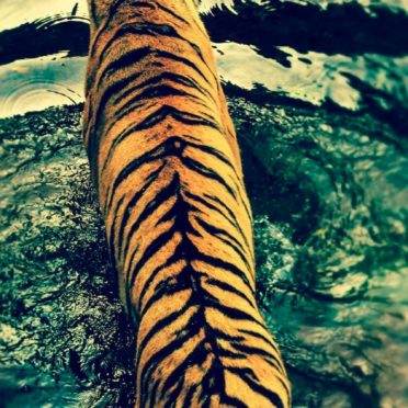 Animal tiger iPhone6s / iPhone6 Wallpaper