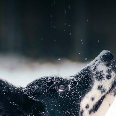 Animal dog snow iPhone6s / iPhone6 Wallpaper