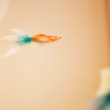 Goldfish fish blur iPhone6s / iPhone6 Wallpaper