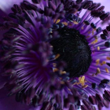 purple  flower iPhone6s / iPhone6 Wallpaper