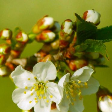 flower  white  blur iPhone6s / iPhone6 Wallpaper