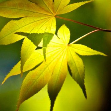 Green leaf blur iPhone6s / iPhone6 Wallpaper