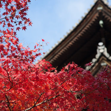Landscape autumn leaves five-storied pagoda iPhone6s / iPhone6 Wallpaper