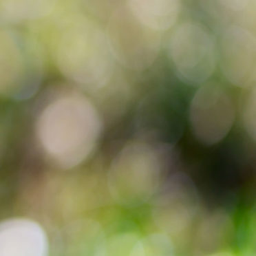Blur green iPhone6s / iPhone6 Wallpaper