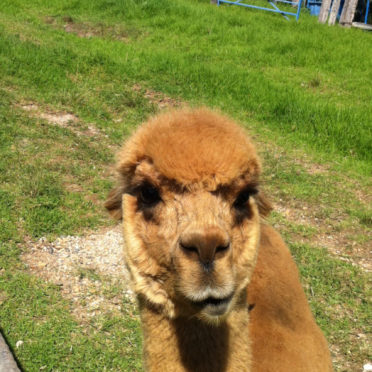 Landscape animal alpaca iPhone6s / iPhone6 Wallpaper