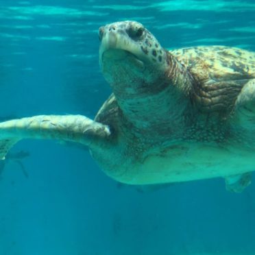 Animal sea turtle blue iPhone6s / iPhone6 Wallpaper