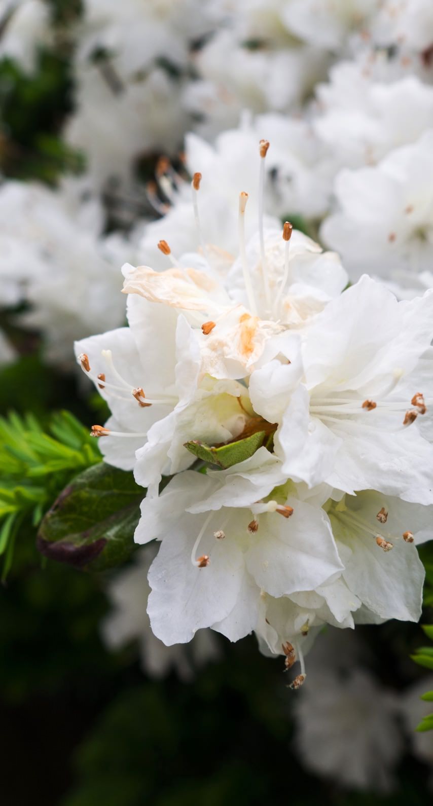 Flowers white | wallpaper.sc iPhone6s