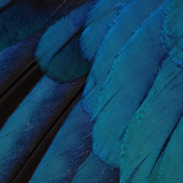 Pattern feathers blue green cool iOS9 iPhone6s / iPhone6 Wallpaper