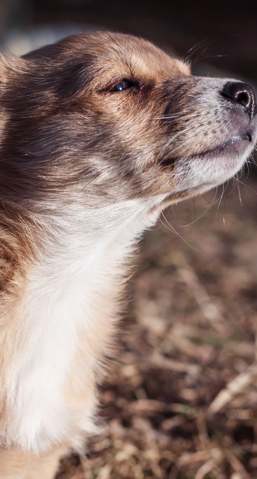 Landscape animal dog wallpaper.sc iPhone6s