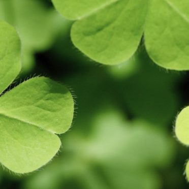 Clover plant green iPhone6s / iPhone6 Wallpaper
