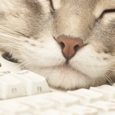Cat keyboard for woman iPhone6s / iPhone6 Wallpaper