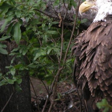 Animal eagle iPhone6s / iPhone6 Wallpaper