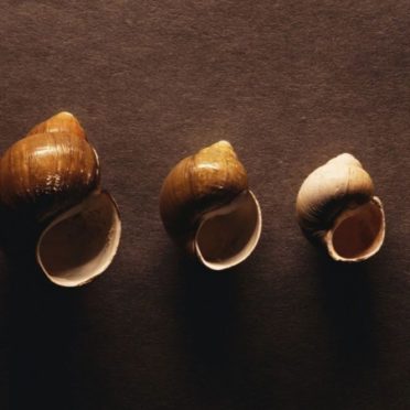Cool seashell iPhone6s / iPhone6 Wallpaper