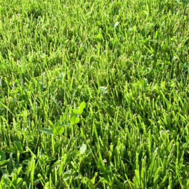 Natural grass green iPhone6s / iPhone6 Wallpaper