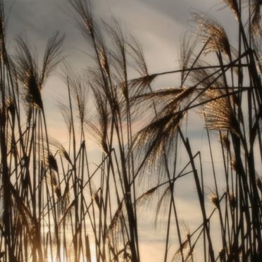 Natural pampas grass iPhone6s / iPhone6 Wallpaper