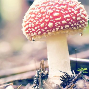 Natural red mushroom iPhone6s / iPhone6 Wallpaper