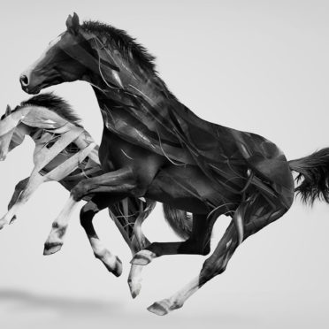Animal horse iPhone6s / iPhone6 Wallpaper