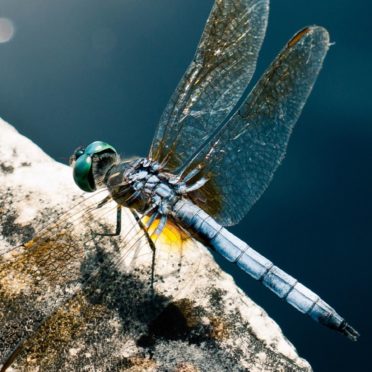 Animal dragonfly iPhone6s / iPhone6 Wallpaper