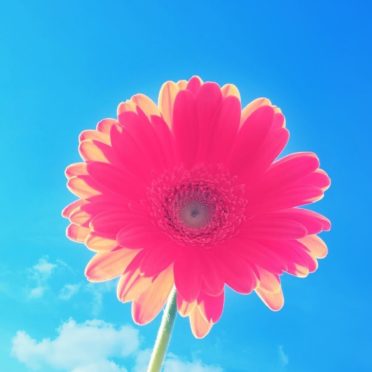 flower  sky  blue  red iPhone6s / iPhone6 Wallpaper