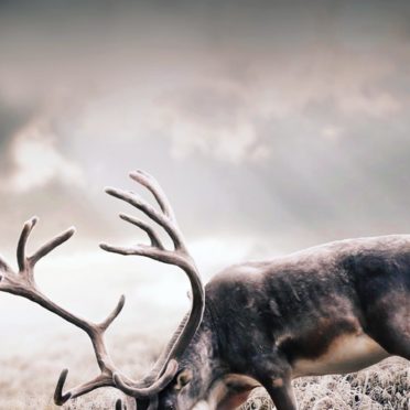 Animal deer iPhone6s / iPhone6 Wallpaper