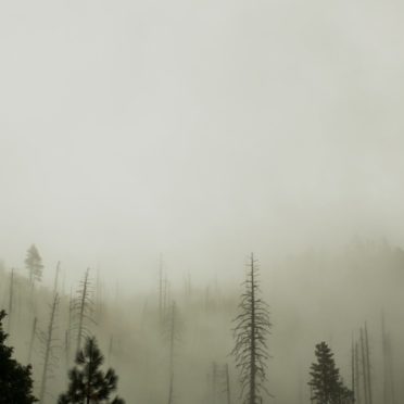 Dark forest landscape iPhone6s / iPhone6 Wallpaper