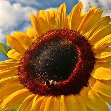 Sunflower sky flower iPhone6s / iPhone6 Wallpaper