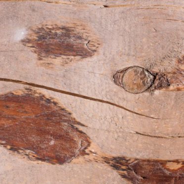 Kabekicha iPhone6s / iPhone6 Wallpaper